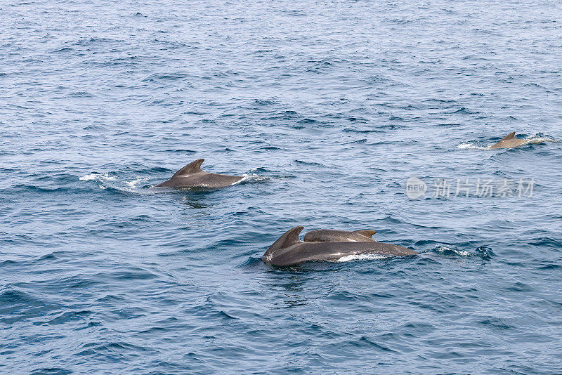 在挪威安第斯附近的原始水域，一群领航鲸(Globicephala melas)带着一只幼崽轻轻地浮在海面上